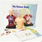 Corpul uman - set anatomie